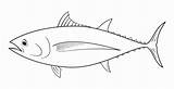 Tuna Fish Drawing Coloring Pages Fishermen Albacore Supply Traditional Hook Drawings Paintingvalley Fishing Selective sketch template