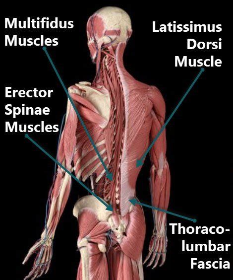 muscles   anatomy    pain