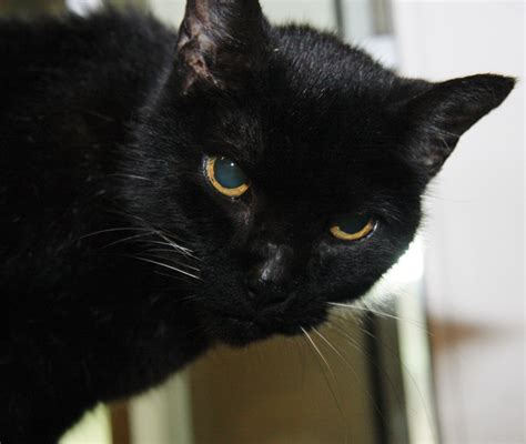 Chérie A Stunning Black Cat Has Striking Black Whiskers Wakefield