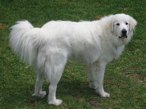 great pyrenees breed guide learn   great pyrenees
