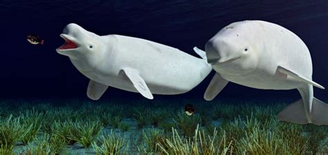 le beluga egalement appele baleine blanche marsouin blanc ou encore dauphin blanc ce cetace