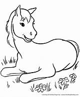 Horse Coloring Pages Colt Young Print Horses Honkingdonkey Kids Printable Pony sketch template