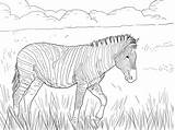 Zebra Coloring Pages Plain Burchell Ausmalbilder Plains Supercoloring Super Color Ausmalbild Zum Zebras Baby Printable Drawing Animal Drawings Adults sketch template