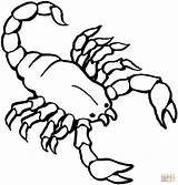 Scorpion Coloring Pages Kids Color Print sketch template