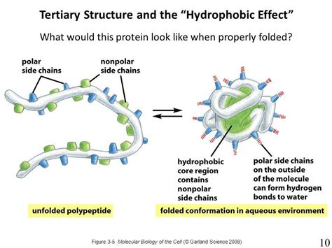 hydrophobic pocket form  amino acids   eaton
