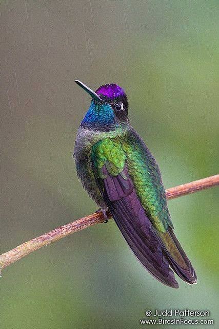 magnificent hummingbird pinterest hummingbirds