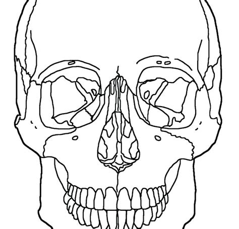 printable skull anatomy coloring pages skull anatomy drawing