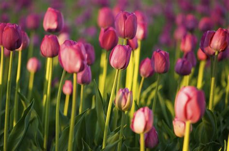 springtime means tulips diplojournal