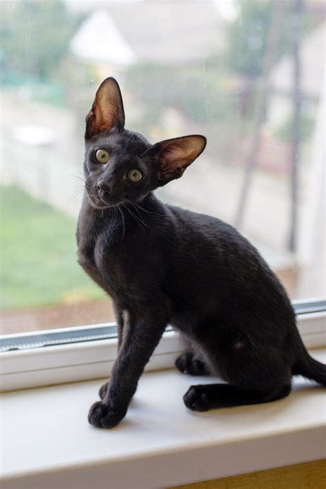 oriental shorthair cat breed information characteristics daily paws