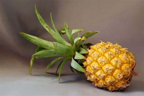 pineapple  ripe  eat matetreyescom