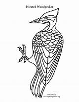 Woodpecker Coloring Pages Pileated Downy Template Color Drawing Kids Printable Getcolorings Getdrawings Sketch sketch template