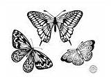 Butterflies Intricate sketch template