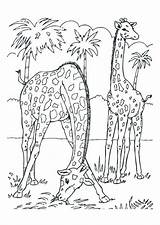 Kleurplaat Giraffen Jirafas Giraffe Malvorlage Schulbilder Giraf Kleurplaten Tiere Stampare Girafes Printen sketch template