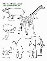 Coloring African Pages Animals Safari Library Clipart Drawings Easy Printable sketch template