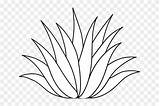 Agave Aloe Drawing Vectorified Pngfind sketch template
