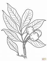 Coloring Branch Pages Lychee Printable Supercoloring Categories sketch template