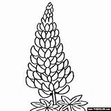 Coloring Lupine Flower Flowers Lupin Svg Pages Online Lupinus Color Designlooter Drawing 560px 54kb Lavender Drawings sketch template