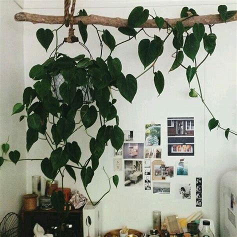 beautiful plants indoor vines hanging plants natural home decor