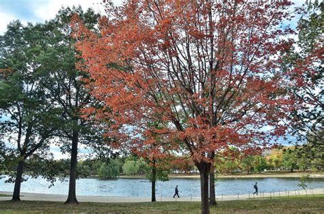 keindahan pohon mapple  musim gugur lontarid