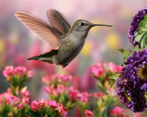 hummingbird  colorful garden hummingbird hovering  beautiful flowers hummingbird