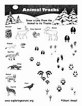 Tracks Scouts Cub Matching Exploringnature Footprints Scout Kindergarten Beaver Curated Reviewed Tracking Maine sketch template