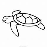 Turtle Tortuga Tartaruga Marinha Aquatic Tortoise Cheloniidae Hewan Kura Penyu Seaturtle Pngegg Clipartmag Turtles Tangan Dijadikan Bahan Kerajinan Sabun Mudah sketch template