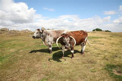 english longhorn cattle photograph  mark severn
