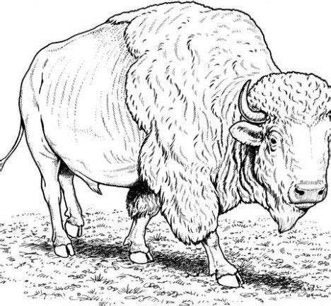 coloring pages buffalo coloring pages