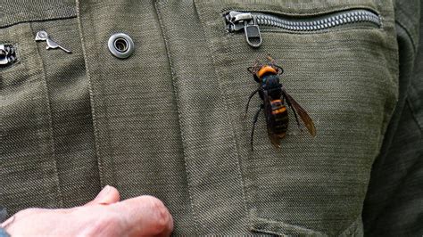 ‘murder Hornet’ A Deadly Pest Has Reached North America