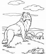 Shepherd German Colouring Coloringtop Coloringhome Coloringpagesonly Library Clipart Australian sketch template