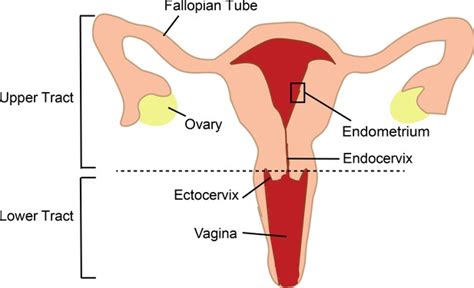hiv in women how hiv exploits t cells in the endometrium elife