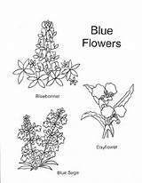 Coloring Wildflowers Bloom Herndon Kay sketch template