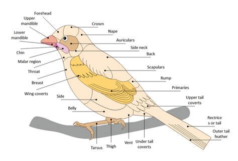 bird labelled diagram