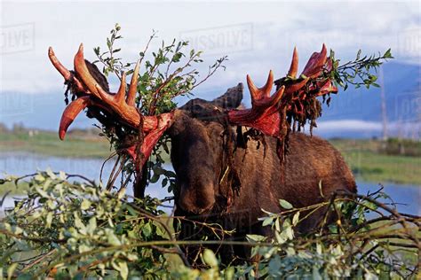moose shedding  velvet   antlers    horrifying oddlyterrifying