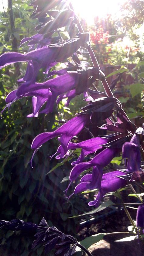 Salvias Plant Care And Collection Of Varieties