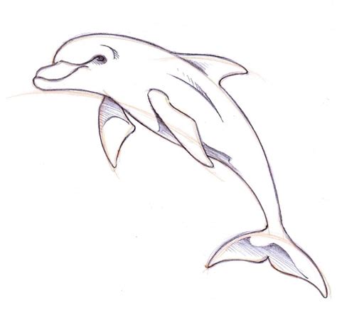dolphin easy drawing  paintingvalleycom explore collection