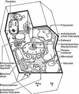 Pflanzenzelle Biologie Feinbau Spektrum sketch template