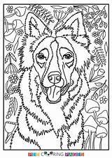 Coloring Collie Border Pages Getcolorings sketch template