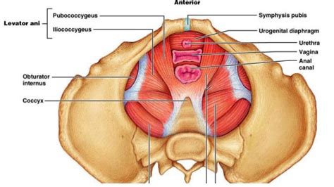 Pelvic Floor Anatomy And Physiotherapy Management