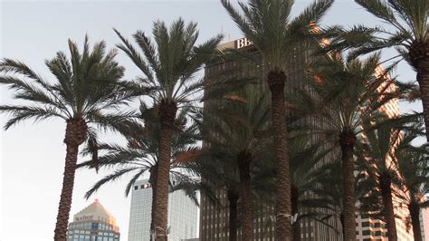 downtown tampa palm trees tampa downtown