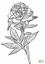 Peony Coloring Pages Chinese Drawing Line Flower Printable Cardinals Logo Supercoloring Flowers Kids Getdrawings Peonies Color Cardinal Colorings Getcolorings Crafts sketch template