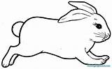 Kelinci Mewarnai Sketsa Berdiri Hitam Hase Realistic Binatang Diwarnai Hewan Jumping Easter Coloringhome Peliharaan Telinga Clipartix Kumpulan sketch template
