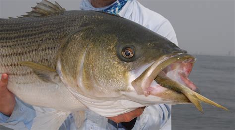The Good And The Bad For Atlantic Menhaden National Geographic Blog