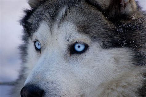 Why Huskies Have Blue Eyes—and Why It Might Matter For Understanding