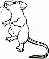 Rat Coloring Mouse Pages Drawing Printable Mice Standing Cute Color Sketch Kids Animal Outline Animals Rats Clipart Drawings Illustration Sheets sketch template