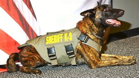 Sheriffs K9 Receives Body Armor
