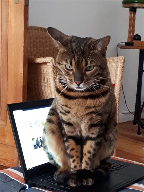 cat sitting   laptop rpics