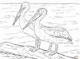 Coloring Pelicans Pelican American Pages Realistic Template Coloringbay sketch template