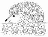 Hedgehogs sketch template