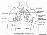 Lungs Coloring Human Anatomy Printable Pages Colouring Science Body Book Printables Kids Color sketch template